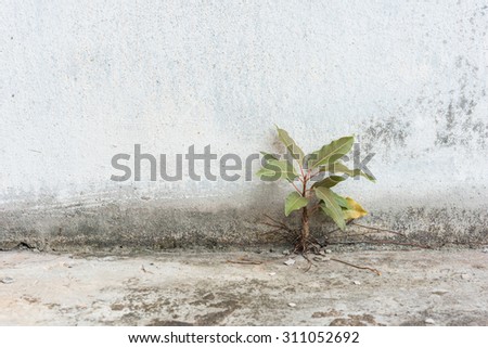 Plant on a cement wall