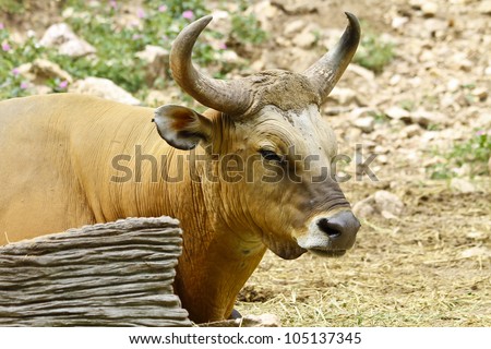 Banteng or Red Bull cow resting