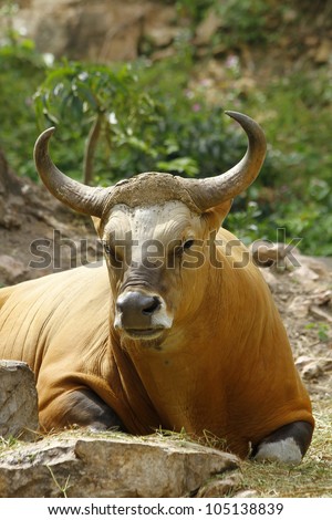 Red Bull cow resting