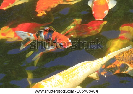 Multicoloured pond fish at surface