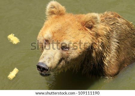 Brown bear  in the water.