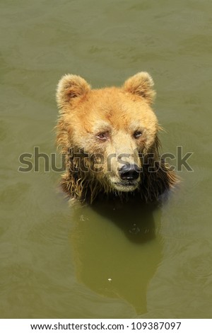 Brown Bear in water