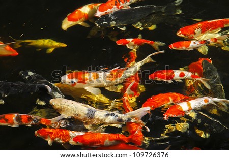 Multicoloured pond fish \