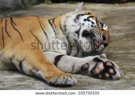 White Bengal Tiger sleep