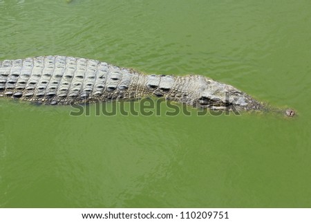 Crocodile with mouth open head above water