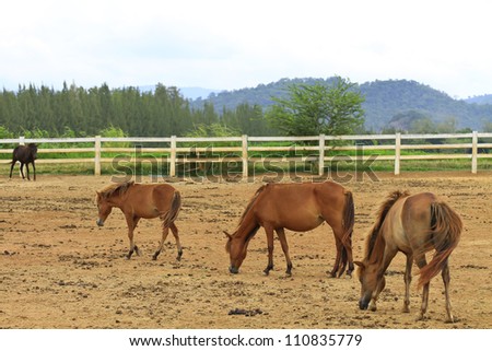 horse behind a farm fence