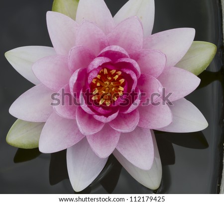Lotus Flower close-up top view