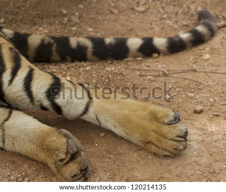 Tiger paws