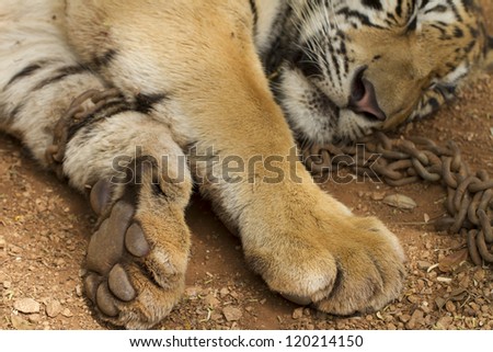 Tiger paws