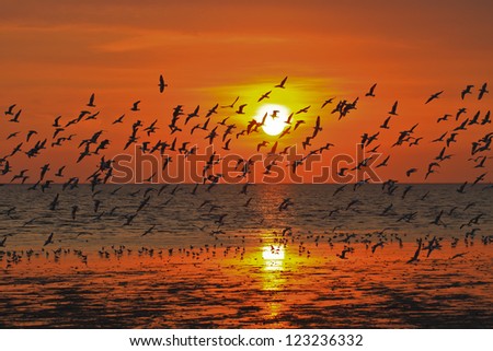 Silhouetted Group Of seagull birds flying over sunset