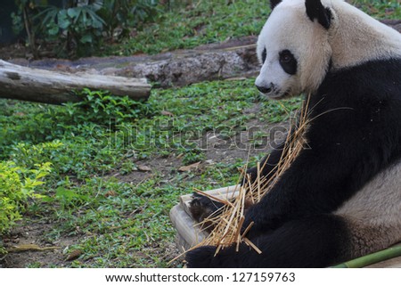 Panda enjoys eating bamboo