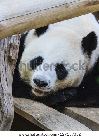 Panda bears playing. After eat