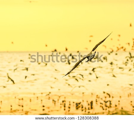 lot of birds flying in sunset