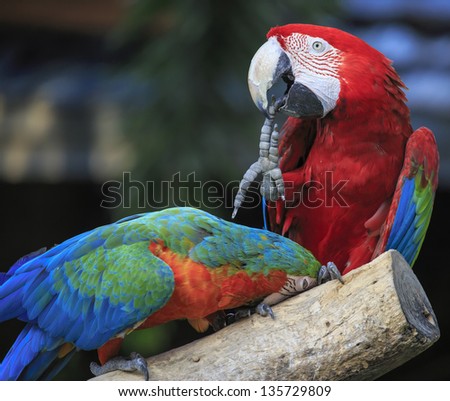 macaw parrot bird sitting on the perch