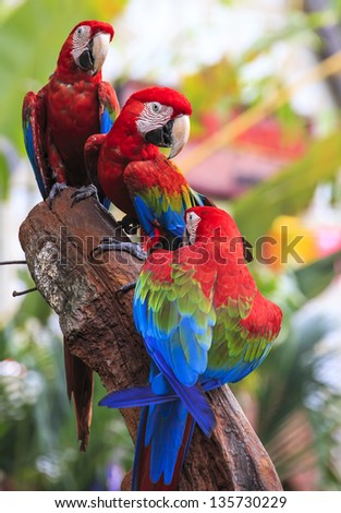 macaw bird sitting on the perch