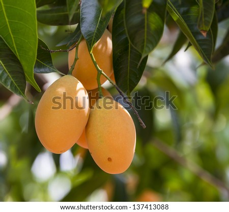 sweet yellow Marian plum ,Plum mango, thailand