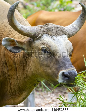 Banteng or Red Bull eating grass