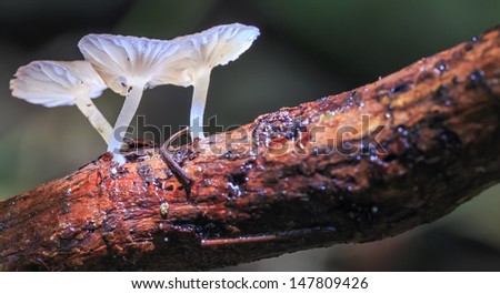White forest mushroom  in rain forest  at national park,Thailand