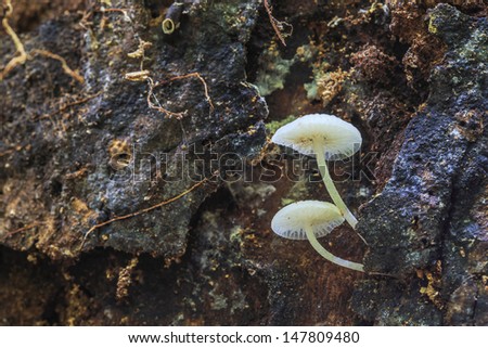White forest mushroom  in rain forest  at national park,Thailand