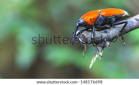 macro weevil insects In tropical forests thailand