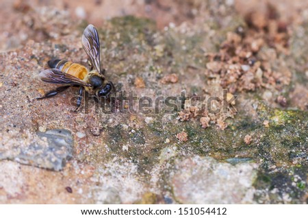 Honey Bee closeup on ground