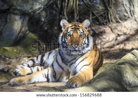 Wild tiger laying down on a ground