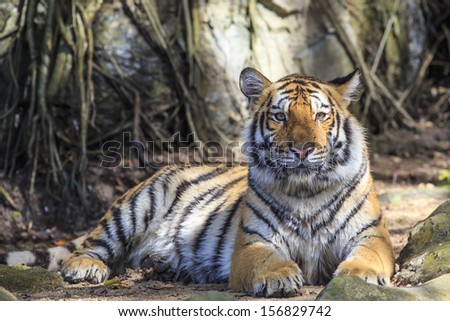 Wild tiger laying down on a ground