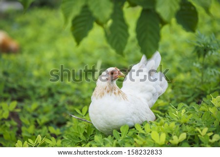 hen finding food among the grass