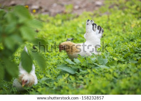 hen finding food among the grass