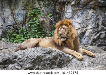 Lion,King of the Jungle