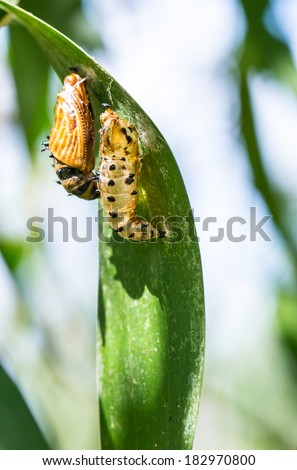 butterfly cocoon and the empty chrysalis of butterfly hanging on branch