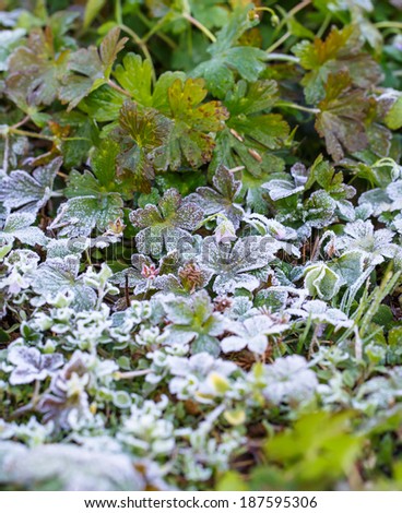 close up of a frost leaves in winter, frost crystals in the early morning