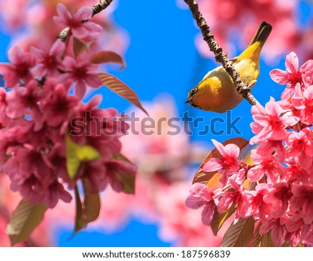 white-eye bird on twig of pink cherry blossom (sakura)