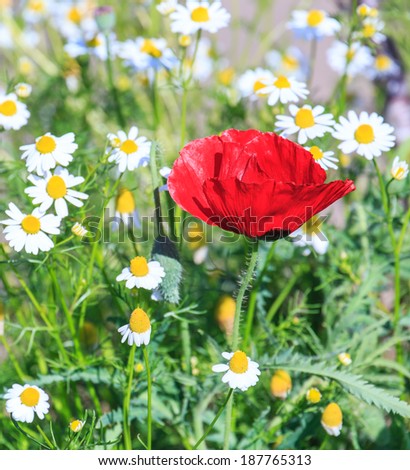 Wild flower meadow with poppies and daisy