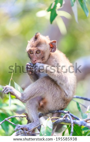 Monkey (crab-eating macaque) in nature, Thailand