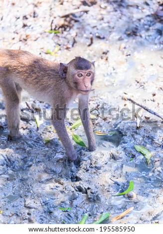 Monkey (crab-eating macaque) in nature, Thailand