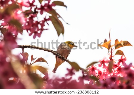 white-eye bird on twig of pink cherry blossom (sakura)