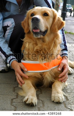 Trained dog resting. Helper to blind person.
