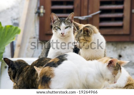Group of nice cats on old table, outdoor.