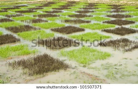 checked design of paddy field  between  black sticky rice or purple rice (dark colour) and thai jusmine rice or thai hom mali (green colour)