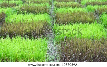 checked design of paddy field  between  black sticky rice or purple rice  dark color  and thai jasmine rice or thai hom mali  green color