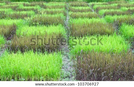 checked design of paddy field  between  black sticky rice or purple rice  dark color  and thai jasmine rice or thai hom mali  green color