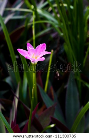 zephyranthes lily flower (rain lily ,fairy lily)