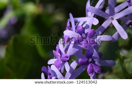 queen\'s wreath vine flower (purple wreath flower,sandpaper vine flower,Petrea volubilis. Linn.)