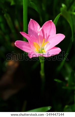 zephyranthes lily flower (rain lily ,fairy lily)