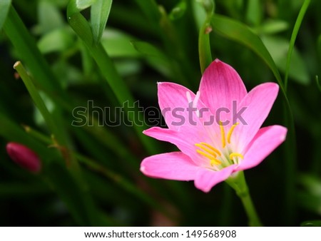 Pink zephyranthes lily flower (rain lily ,fairy lily)