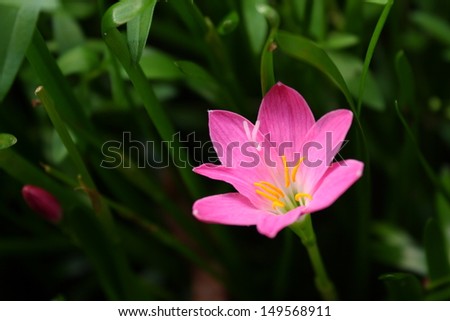 Pink zephyranthes lily flower (rain lily ,fairy lily)