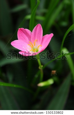 pink zephyranthes lily flower (rain lily ,fairy lily) with tiny spider and its spidery, focus at the flower.  (by normal zoom lens)