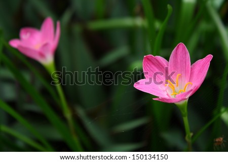 Pink zephyranthes lily flower (rain lily ,fairy lily).