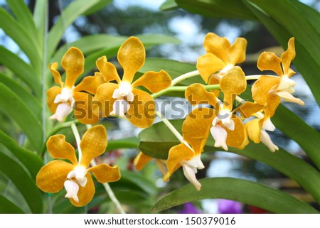 Vanda denisoniana orchid. Vanda hybrids orchids. yellow orchids.
